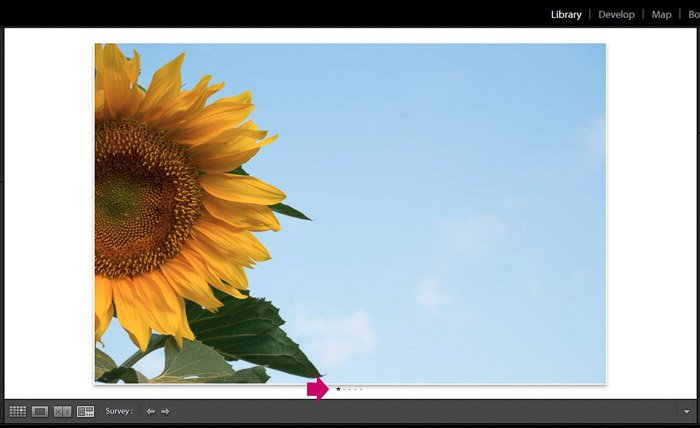 Скриншот редактирования цветочной фотографии в Adobe Lightroom - режимы просмотра редактирования в Lightroom