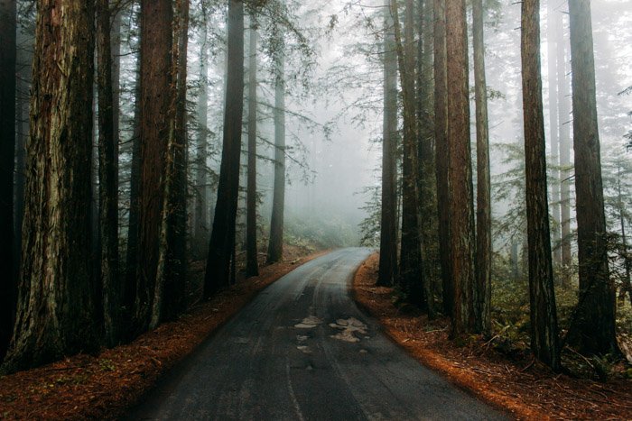 Мрачная и атмосферная дорога через лес