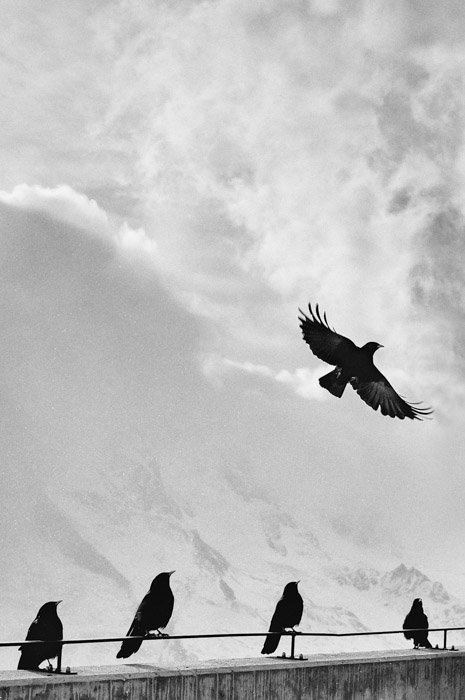Монохромные изображения черных птиц, сидящих на стене с одной в полете над ней