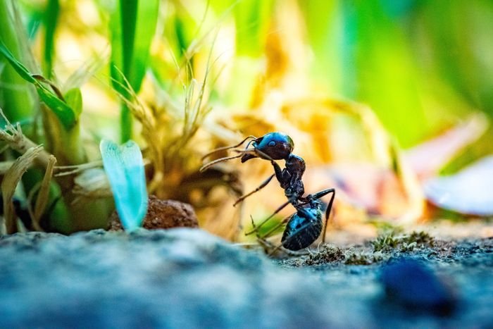 фото муравья крупным планом