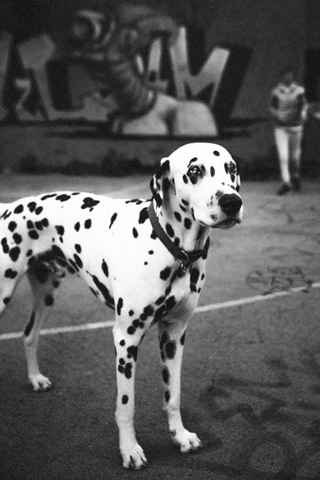 Черно-белая фотография собаки породы далматин