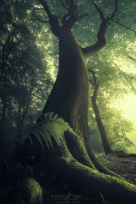 Мистическая фотография букового дерева в Спеулдербосе, Нидерланды.