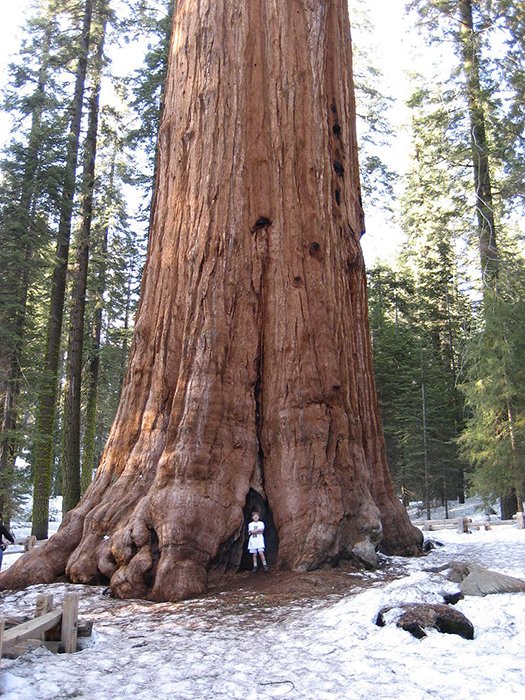 Лесной фотопортрет человека, стоящего перед генералом Шерманом, самым большим по объему деревом в мире.