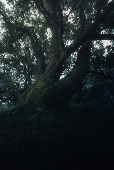Темный и угрюмый портрет дерева, снятый с очень низкого ракурса