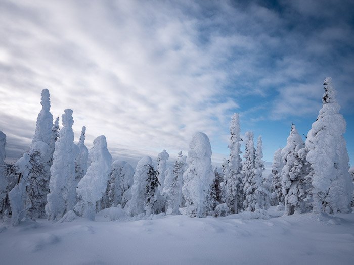 Потрясающий пейзаж зимней фотографии леса, покрытого снегом.