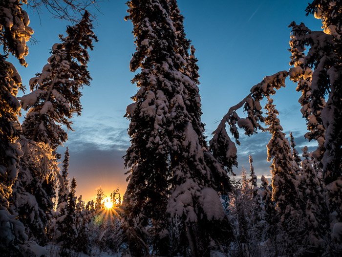 Красивый снимок заснеженных деревьев на закате. Зимняя фотография.