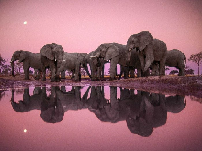 Франс Лантинг потрясающий снимок стада слонов, собравшихся у воды. Розовое небо и стадо отражаются в воде внизу. 