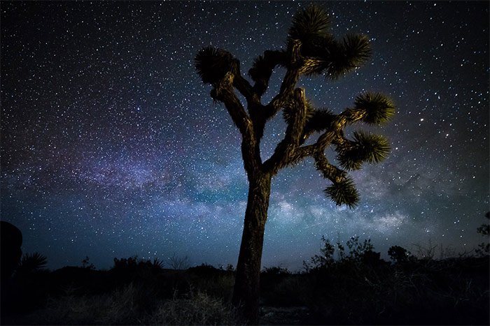 Фотография дерева со звездным небом над головой