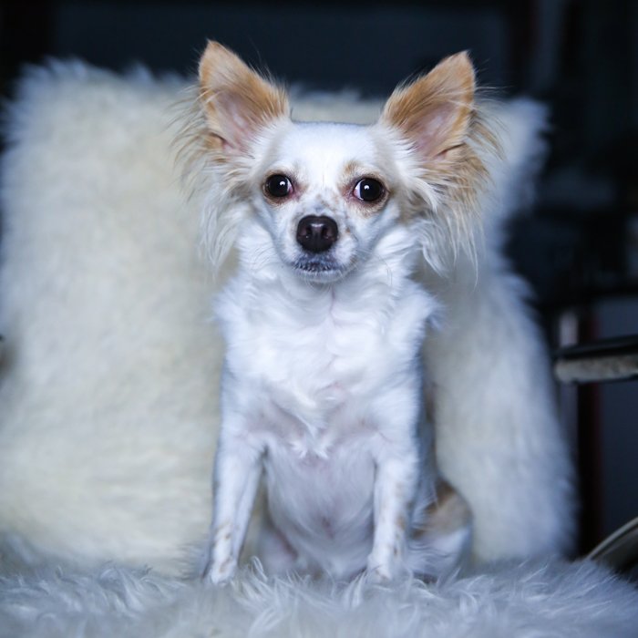 Маленький бело-коричневый пух сидит прямо на белом пушистом кресле - одна световая установка для портретов домашних животных