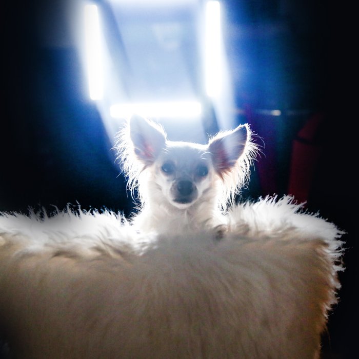 Маленькая собачка сидит на пушистом кресле, интенсивный свет сзади - портретное освещение домашних животных.