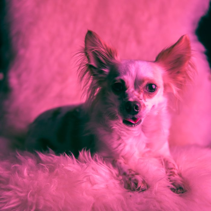 Портрет маленькой собачки в розовых тонах, сидящей на пушистом кресле