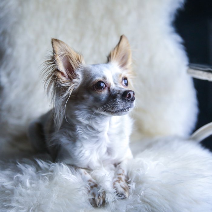 Портрет маленькой собачки, сидящей на пушистом кресле