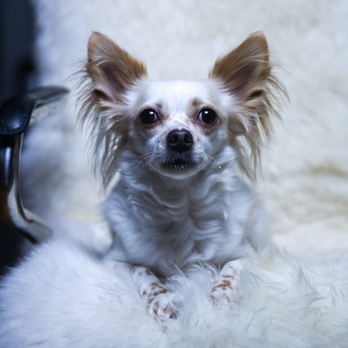 Маленький бело-коричневый пух сидит на пушистом кресле лицом к камере - портретное освещение животного.