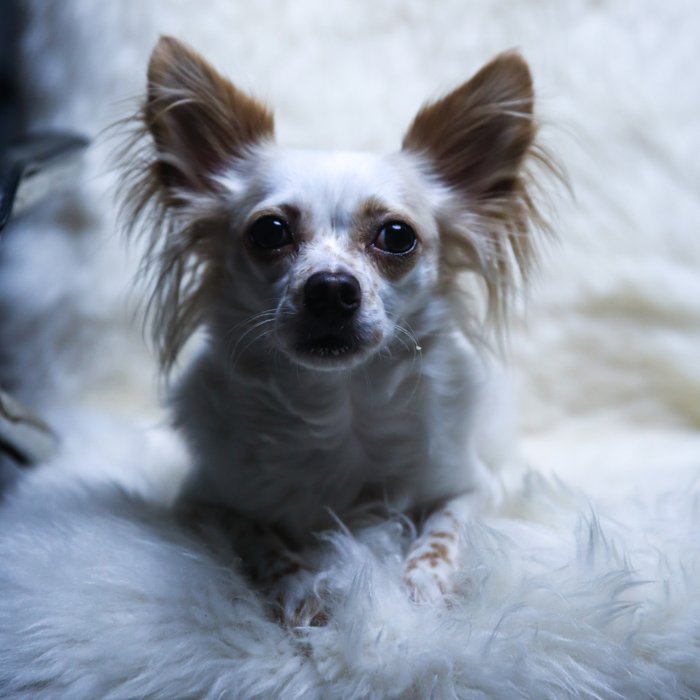 Маленький бело-коричневый пух сидит на пушистом кресле - примеры портретного освещения домашних животных.
