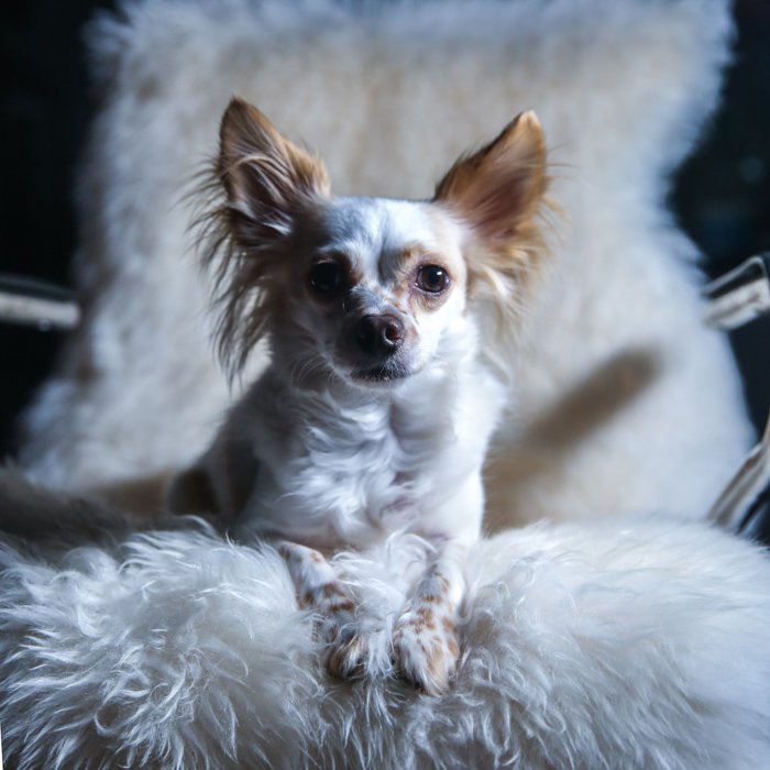 Маленькая коричнево-белая собака сидит на пушистом кресле, советы по освещению для фотографии домашних животных.