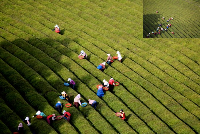 Фотография людей, работающих на рисовых полях