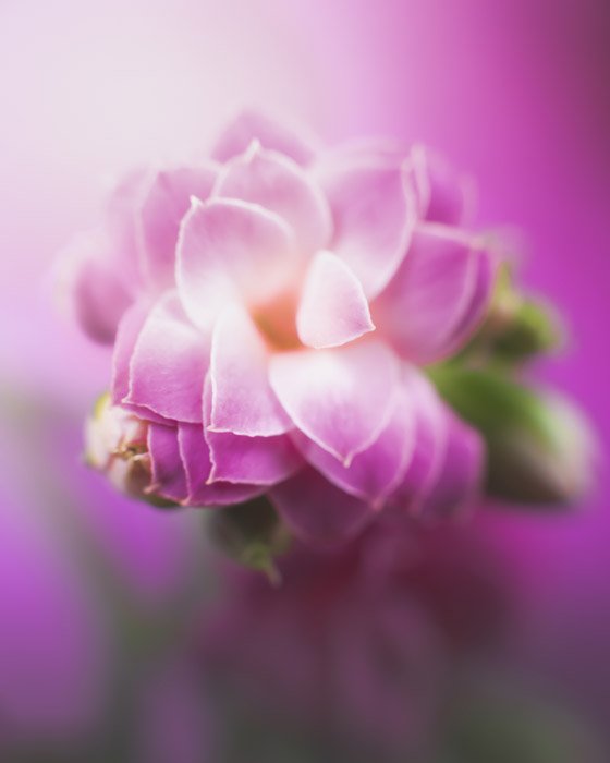 Макрофотография фиолетового цветка