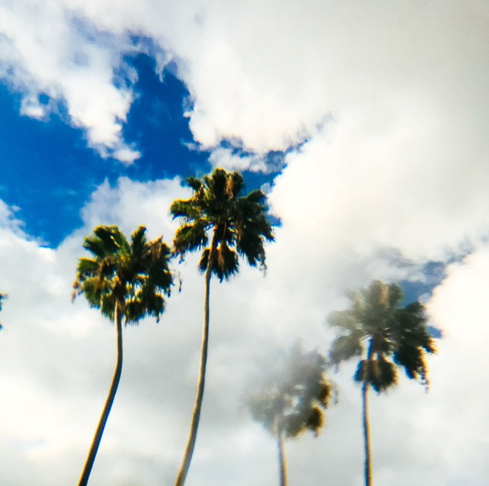 Двойное изображение двух пальм на фоне облачного неба, созданное с помощью призменной фотографии