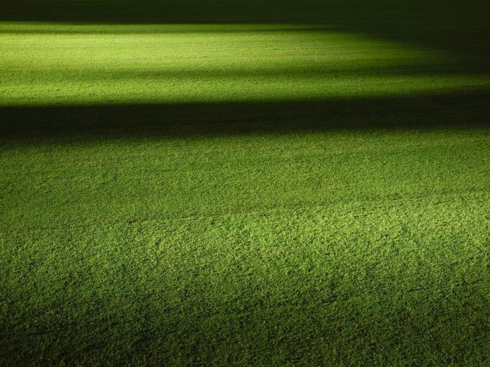 Фотография травы с теневым фоном с эффектом боке
