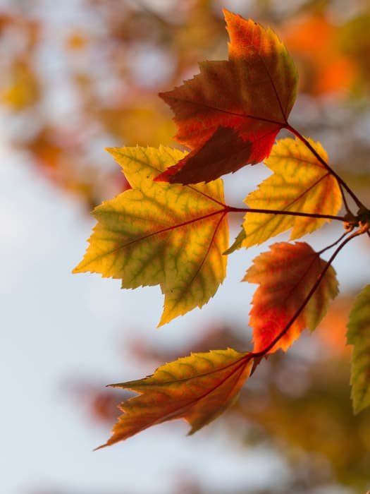 Макрофотография осенних листьев на фоне эффекта боке
