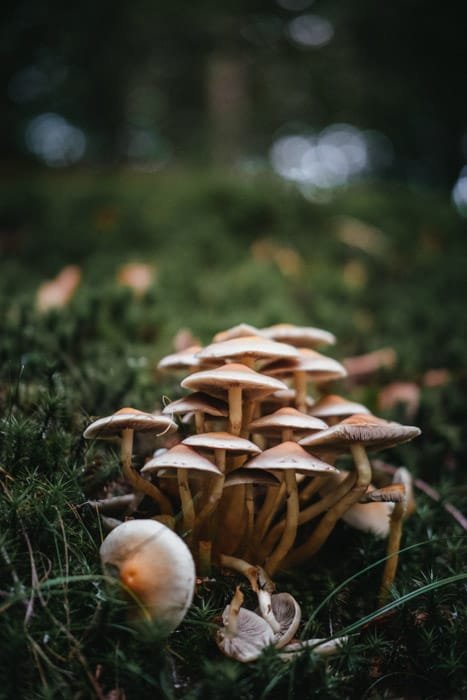 Макрофотография грибов на траве с хорошим фоном боке