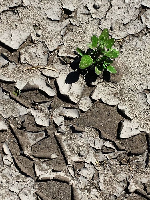 Маленькое зеленое растение, растущее из сухой земли, снятое камерой iPhone