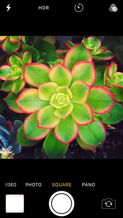 Скриншот фотографирования маленького зеленого растения с помощью фотоаппарата iphone