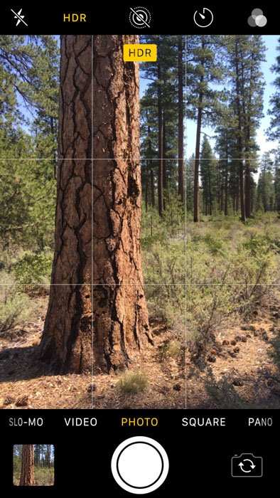 Скриншот фотографирования деревьев камерой iphone
