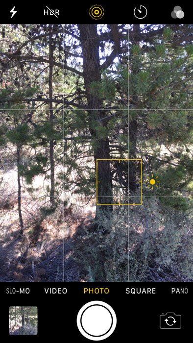 Скриншот фотокамеры iphone, запечатлевший изображение дерева