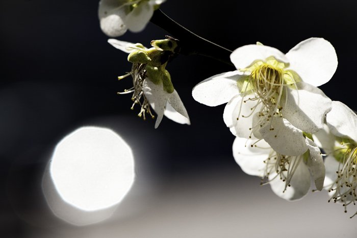 крупный план белых цветов Burnet Rose на темном фоне