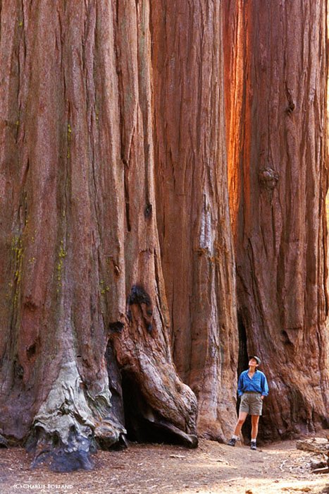 мужчина стоит рядом с красно-коричневым стволом гигантского дерева