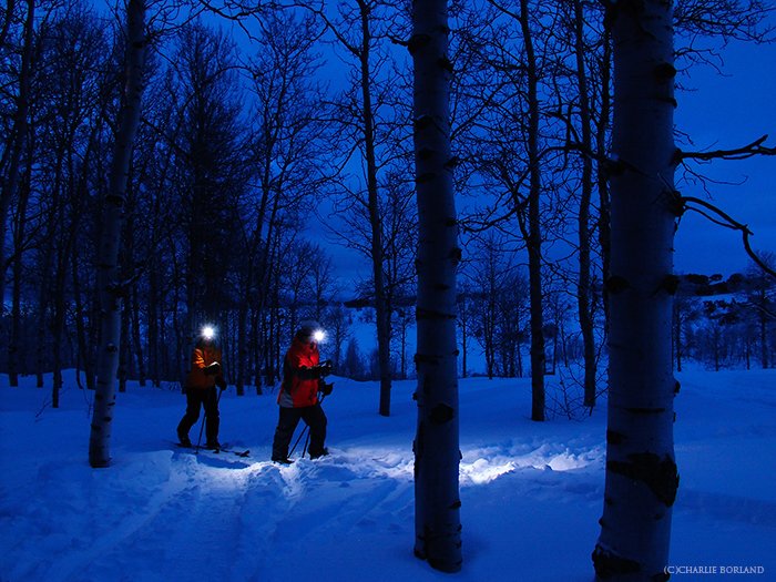 пешие туристы с фарами идут через заснеженный лес в сумерках, все выглядит синим в зимней ночи