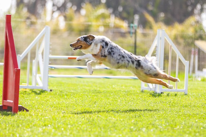 Собака прыгает в воздухе на соревнованиях по аджилити