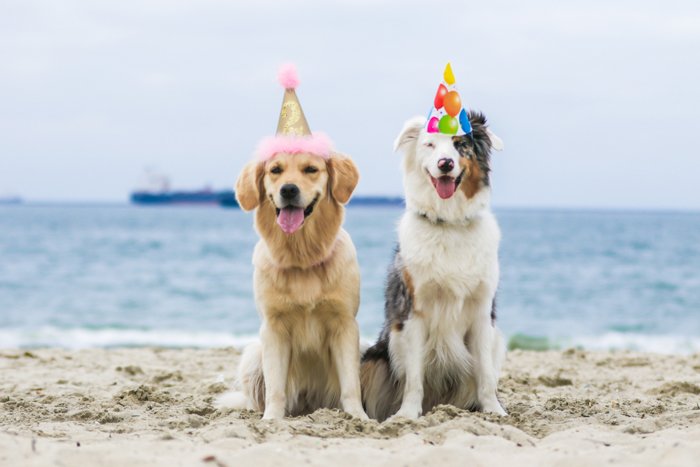 Две милые собачки в праздничных шляпах позируют на пляже