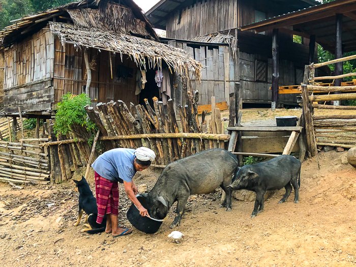 A travel image of the woman feeding pigs - photography magazine submissions