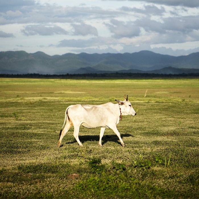 Белая корова в центре кадра идет по безмятежному пейзажу в облачный день