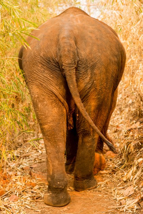 Слон, идущий сзади с использованием центральной композиционной фотографии