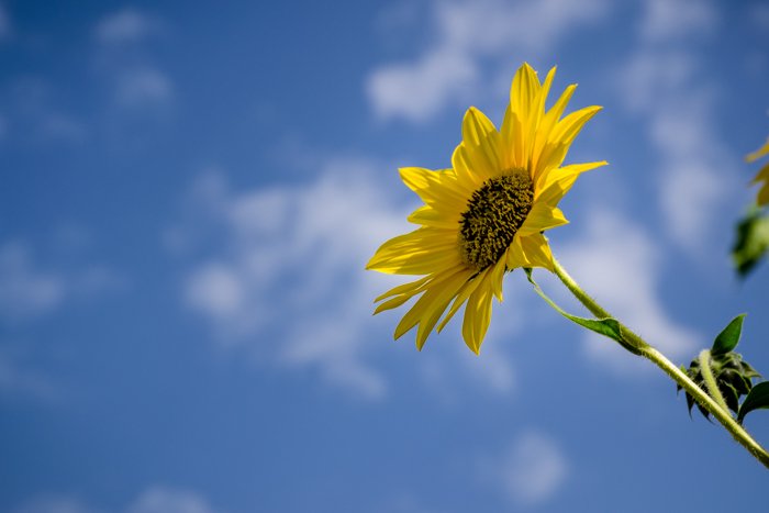 Желтый подсолнух на фоне голубого неба демонстрирует высокий контраст в природной фотографии
