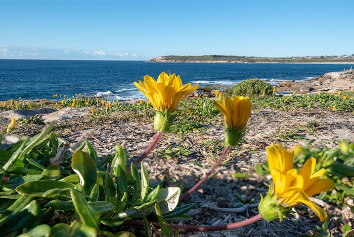 Сложенное фокусом изображение желтых цветов на пляже, пример брекетинговой фотографии