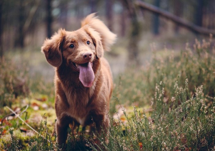 Маленькая коричневая собака стоит на деревянной площадке