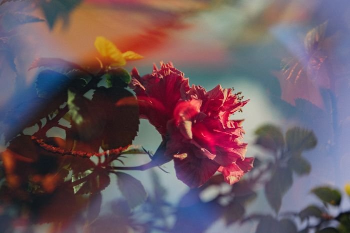 Мечтательная фотография красных роз, снятая через стеклянную призму перед объективом