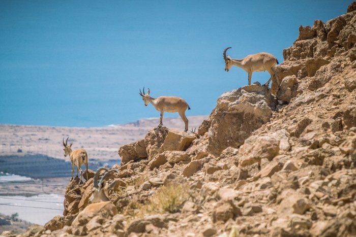 горные козлы стоят на скалистом склоне горы