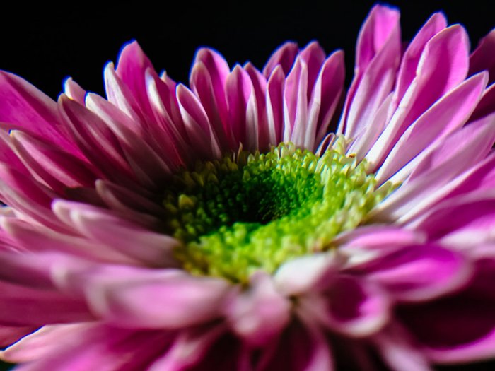 close up of flower with many pink petals - photography themes