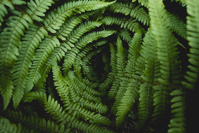 Dreamy photo of fern plants - texture in photography