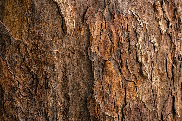 Фотография шероховатой коры дерева - как фотографировать текстуры