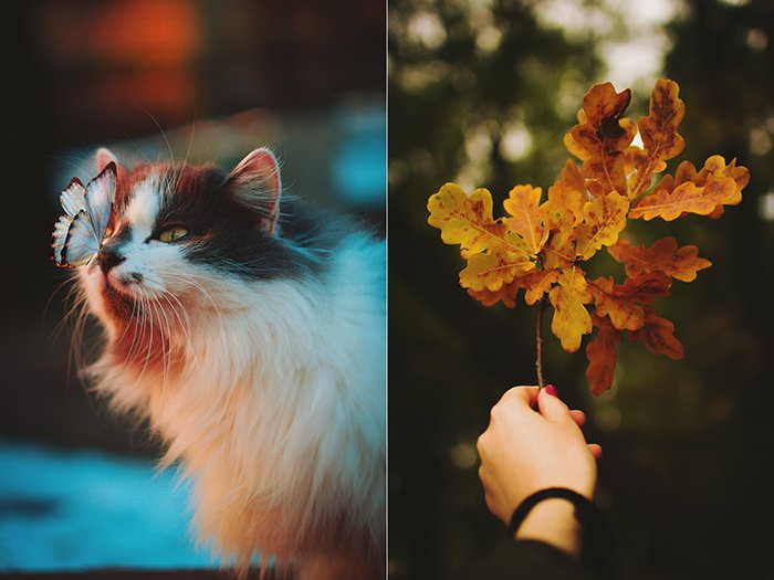 Милый осенний диптих фото кота и руки, держащей ветку с осенними листьями