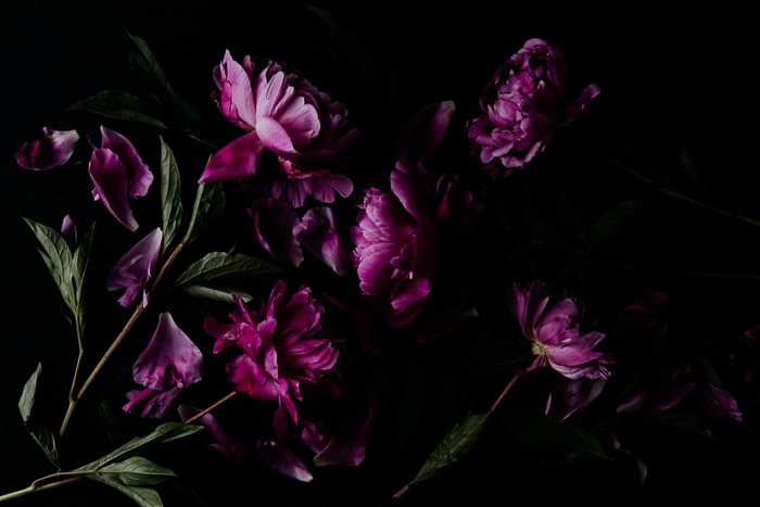 Темно-фиолетовые цветы фотопечать