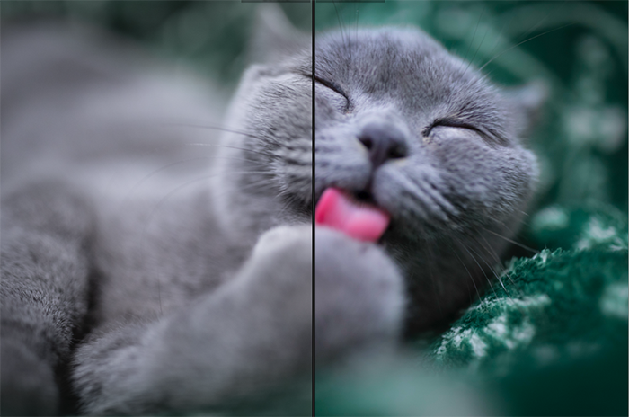 Милый портрет кошки, разделенный пополам, чтобы показать эффект от использования инструмента насыщенности - vibrance vs saturation