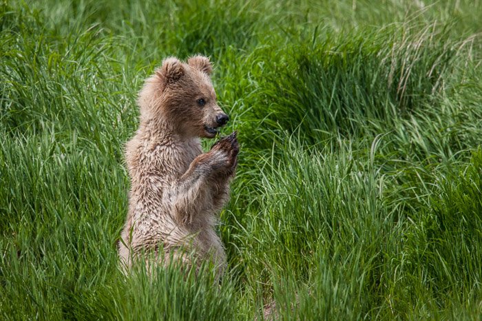 Медвежонок, лежащий в траве - до и не до