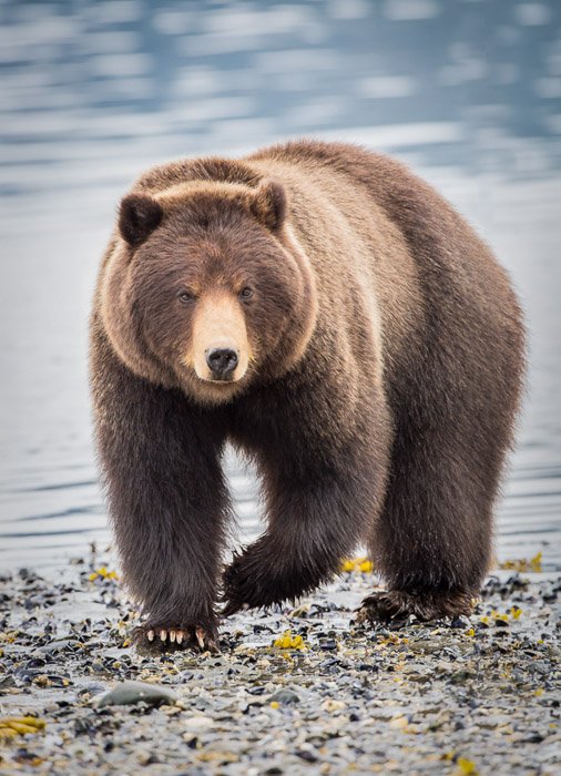 Wildlife portrait of a large bear walking by the edge of a lake